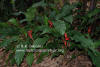 Heliconia stricta 'Dwarf Jamaican'